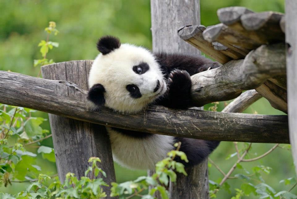 Photos, Images & Pictures of giant panda on wooden shelf in Yaan ...