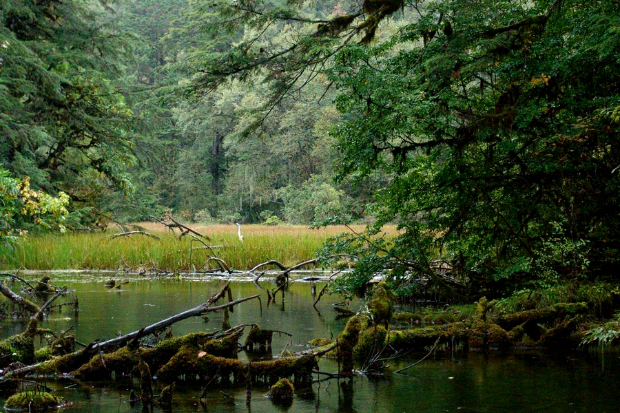 Trumpet Shell Valley(Hailuogou)