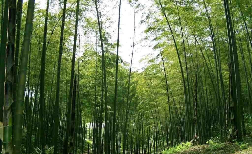 Southern Shu Bamboo Sea