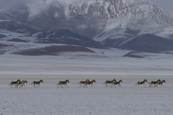 Nagqu Chiangtang Plateau Grassland